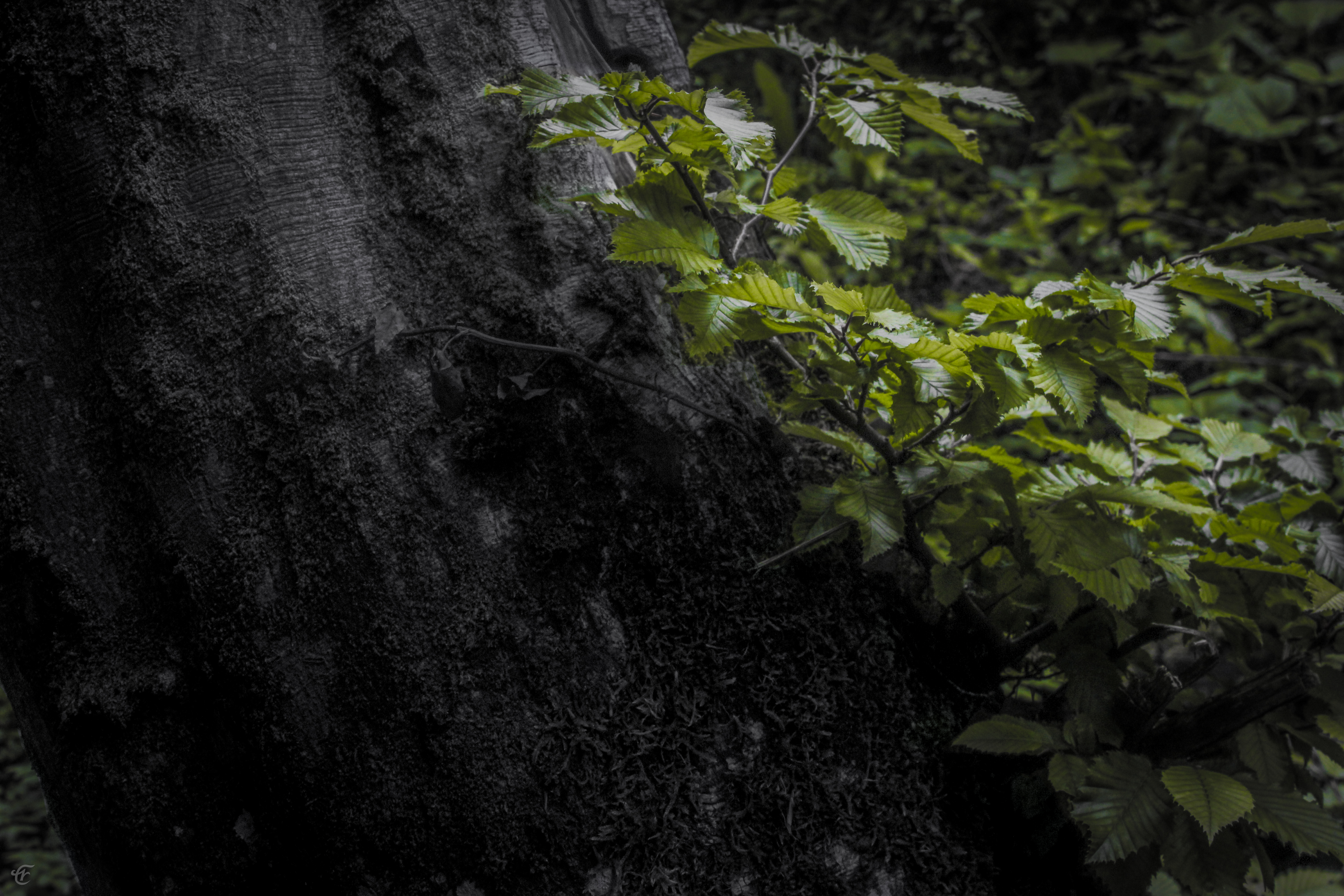 lil' nature